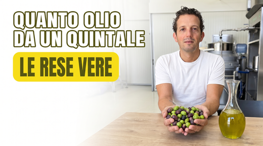 Quanto olio si ricava da un quintale di olive