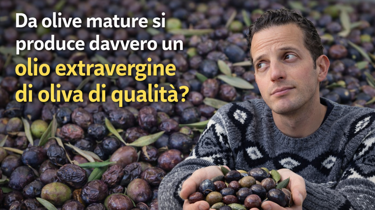 Da olive mature si produce olio extravergine di oliva?