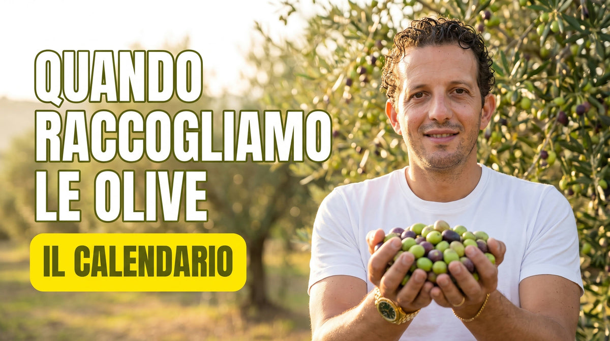 Quando si raccolgono le olive: il frantoiano Antonio Carbone mostra le olive appena raccolte nell'uliveto durante la campagna della raccolta
