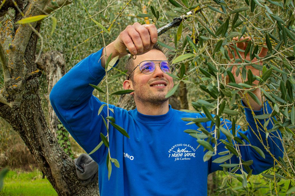 Dalle olive all'olio la potatura di produzione